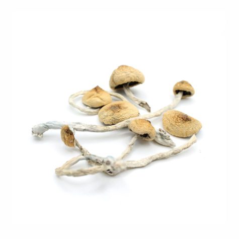 Magic Mushrooms Costa Rican 02 - Cannabis Deals In Canada