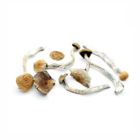 Magic Mushrooms Golden Teacher 02 - Cannabis Deals In Canada
