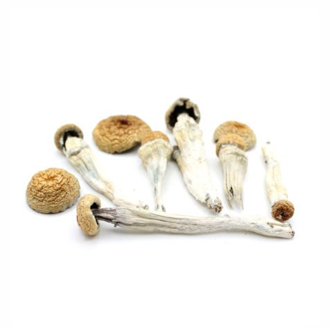 Magic Mushrooms Penis Envy 02 - Cannabis Deals In Canada
