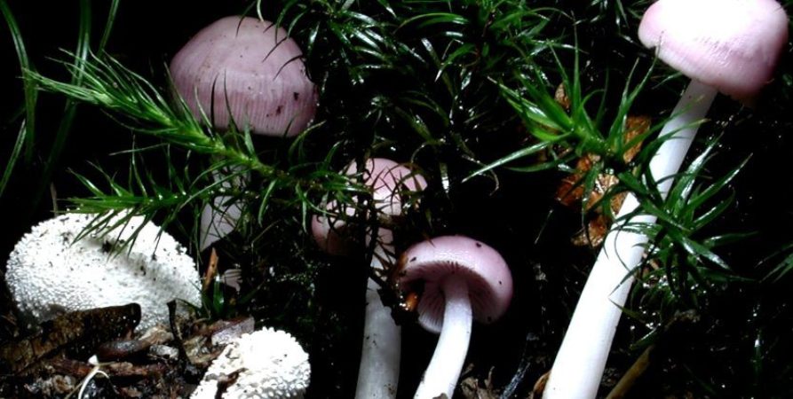 Promising Medical Outcomes From Magic Mushrooms In The News