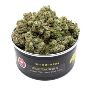 skookum-cannabis-headbanger