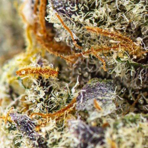 skookum 14g octane 004 - Cannabis Deals In Canada