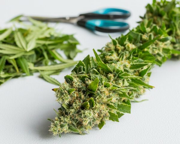 Guide To The Mighty Tropic Thunder Weed Strain